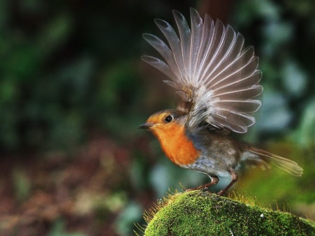 Robin