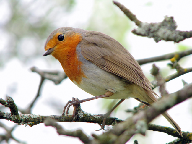 Robin