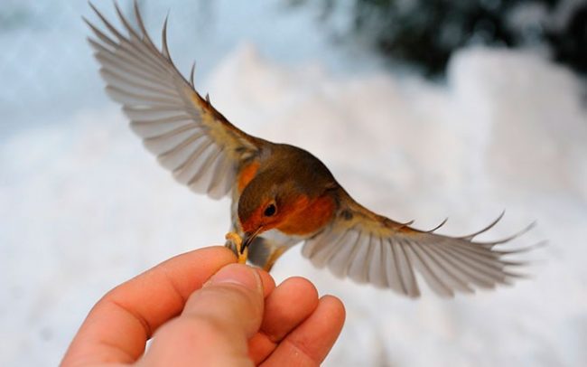 Robin