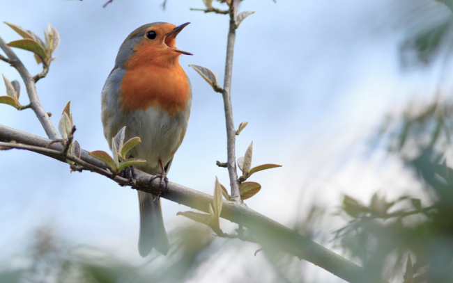 Robin