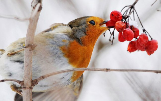 Robin