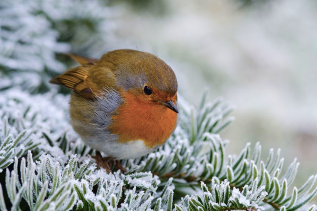 Robin