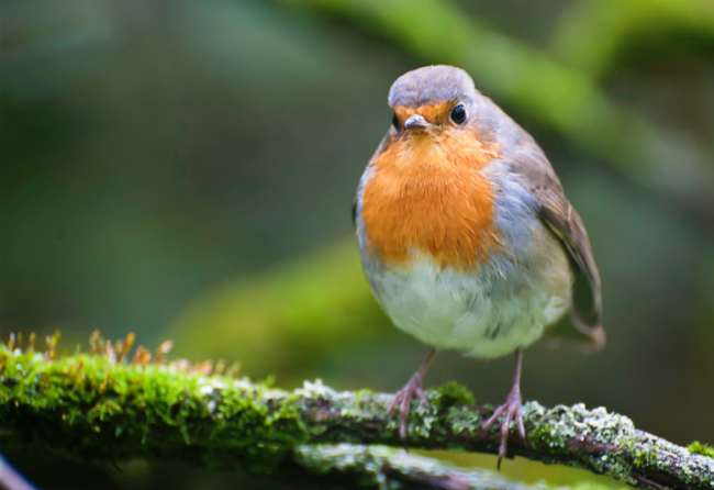 Robin