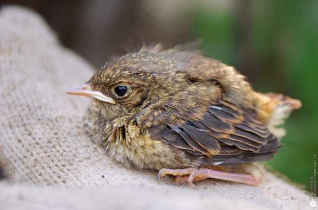 Robin