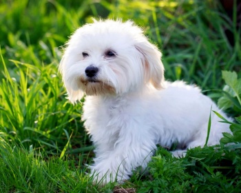 Maltese lapdog (maltese) Maltese, Maltese lion dog, Ancient Dog of Malta, Roman Ladies’ Dog, Melita 