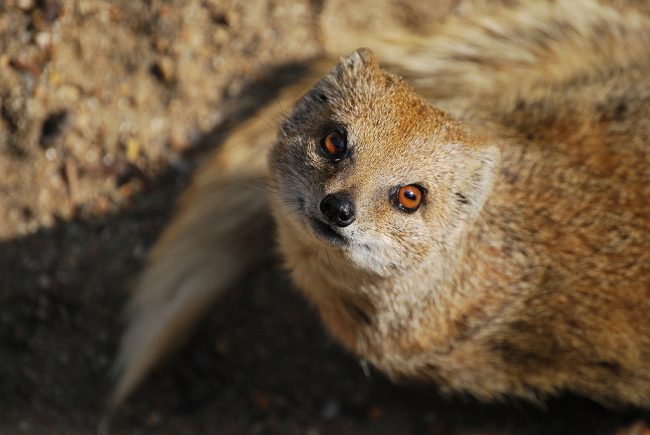 Mongoose