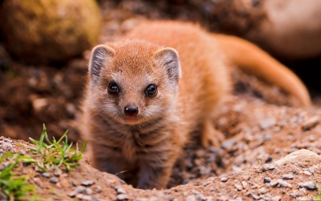 Mongoose