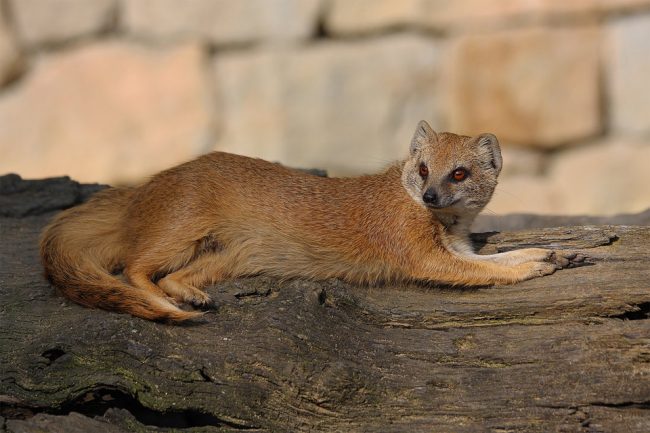 Mongoose