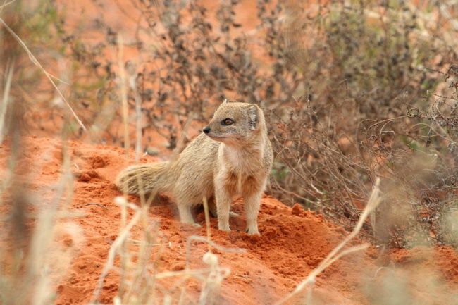 Mongoose