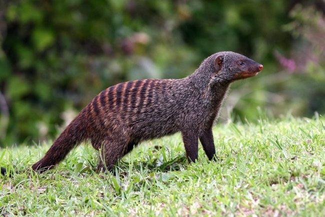 Mongoose