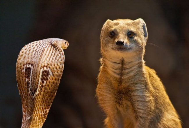 Mongoose