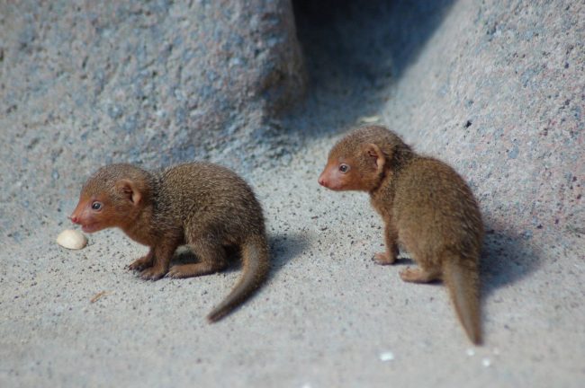 Mongoose