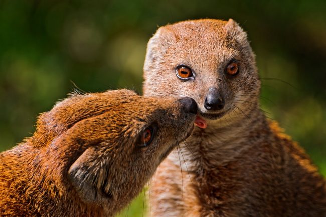 Mongoose
