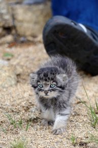 Manulenok for a walk