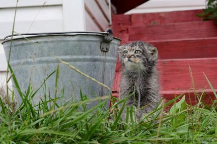 Manul sits by the bucket