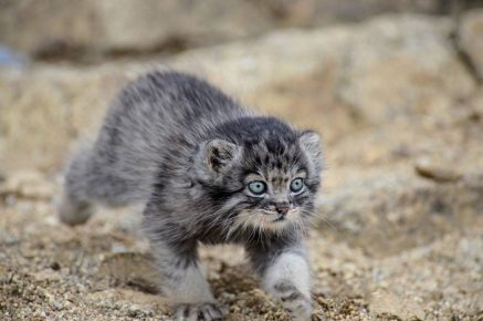 Dasha is in a hurry somewhere