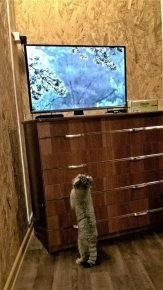 Manulonok is watching TV