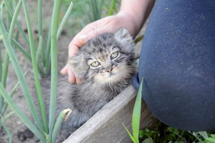 Manulonok in the onion bed