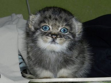 Tiny Kitten Manula
