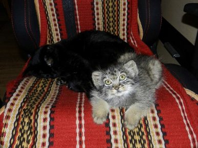 Dasha with a cat