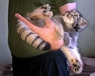 Manulenok basking in the arms