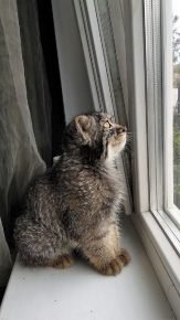 Dasha dreams of a forest