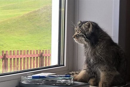 Dasha is looking out the window
