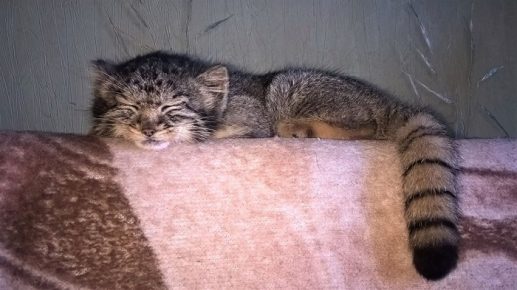 Manulenok sleeping on the couch