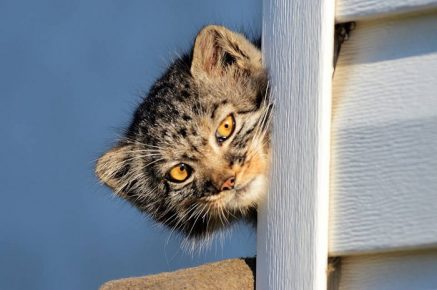 Little manul for a walk by the house