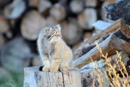 Dasha at the Woodpile