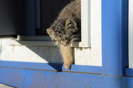 Manul goes out for a walk