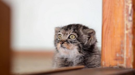 Young manul
