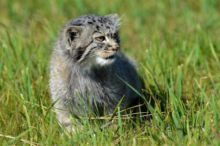 Manulenok learns to catch mice