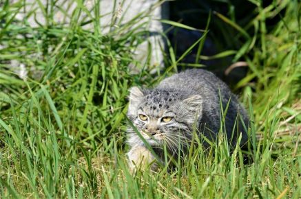 Manul is sneaking