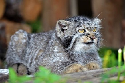 Manul walks in the yard