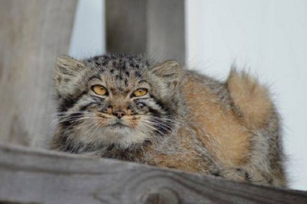 Terrible glance of Pallas