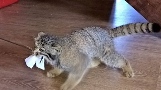 Manul plays with a piece of paper