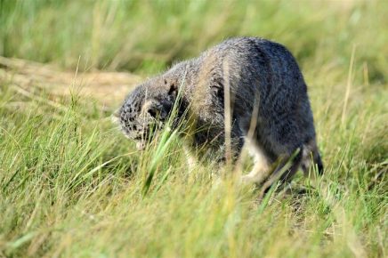 The Little Lamb Catches a Pika
