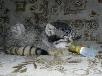 Manulenok sucks milk from a bottle