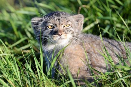 Manul is free