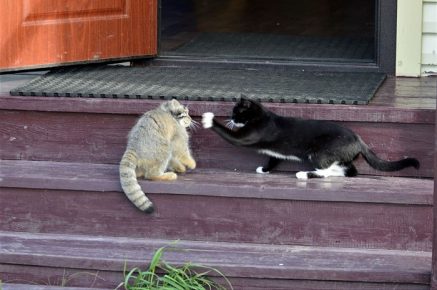 Dasha is playing with a cat