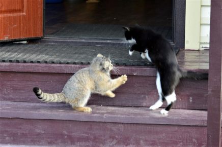 Manulonok with a cat