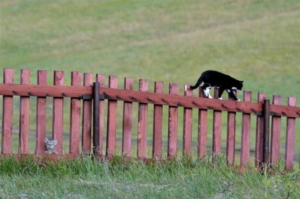 The cat walks by itself, and Dasha is watching.