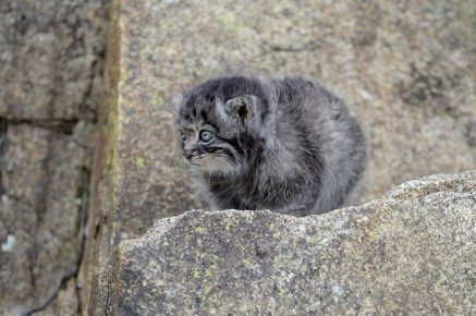 Dasha is sitting on a stone