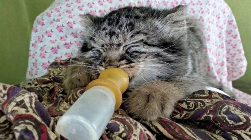 Kitten at lunch