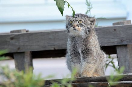 Manul is preparing for an independent life
