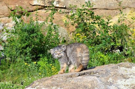 Manul in the wild