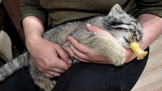 The kitten Manula fell asleep in his arms