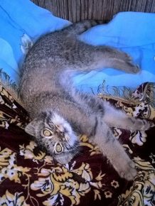 Manul in his den