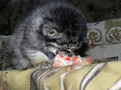 Little Puppy tastes fresh meat